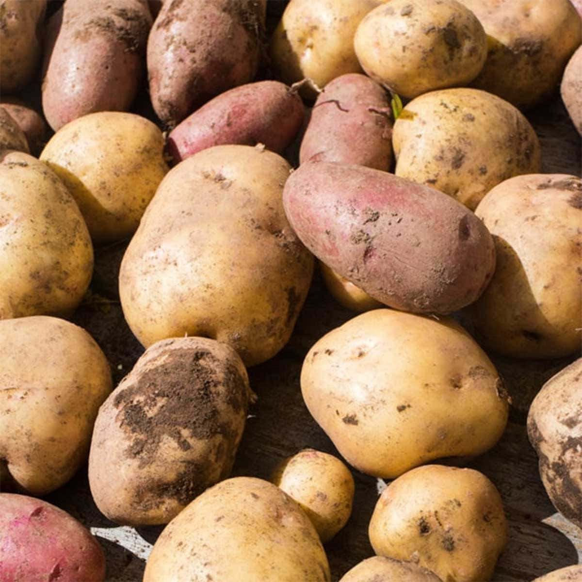 Grow Potatoes Effortlessly: Do They Return Next Season?